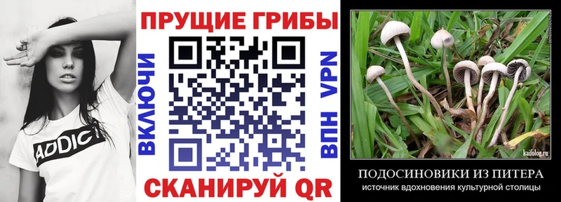 дарнет шоп  Голицыно  Псилоцибиновые грибы GOLDEN TEACHER 